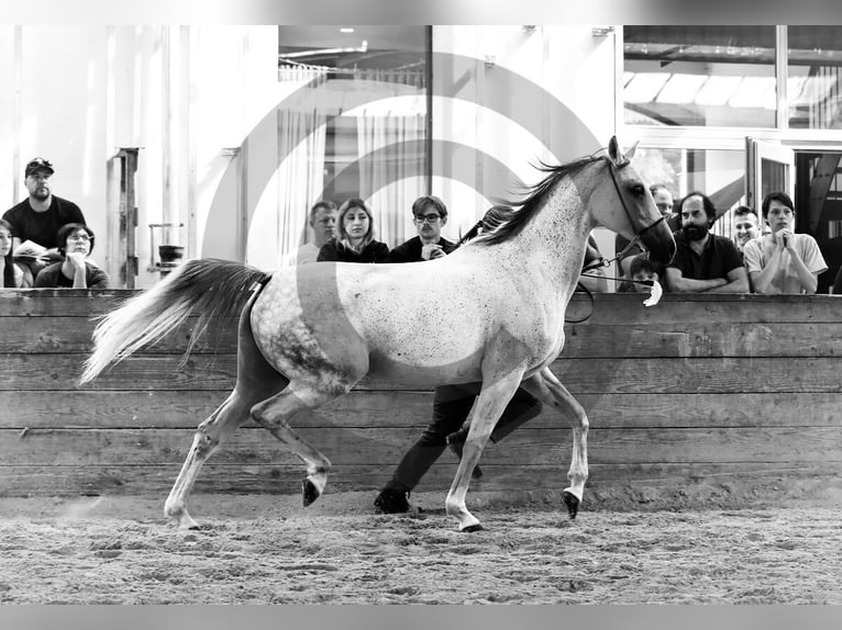 Purosangue arabo Giumenta 11 Anni 155 cm Grigio in Novo Mesto