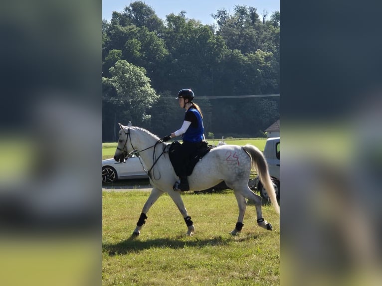 Purosangue arabo Giumenta 11 Anni 155 cm Grigio in Novo Mesto