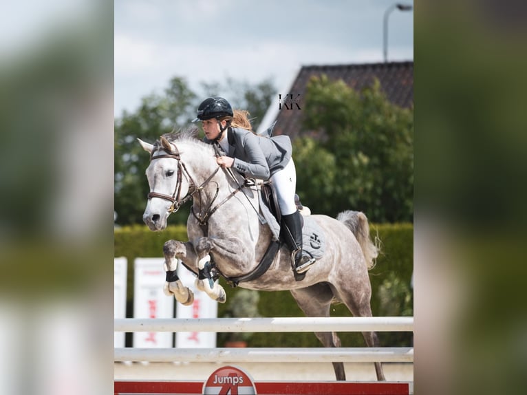 Purosangue arabo Giumenta 12 Anni 146 cm Grigio in Albergen