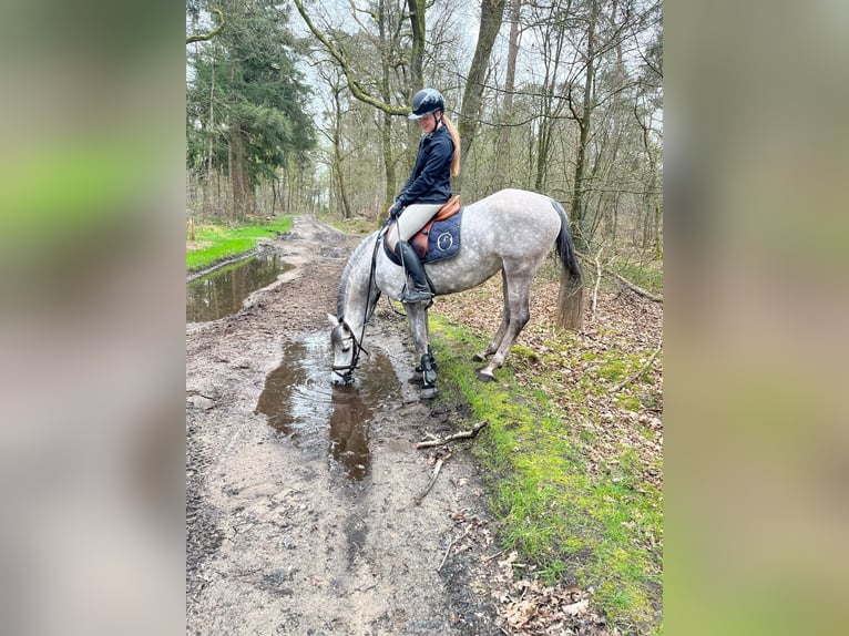 Purosangue arabo Giumenta 12 Anni 146 cm Grigio in Albergen