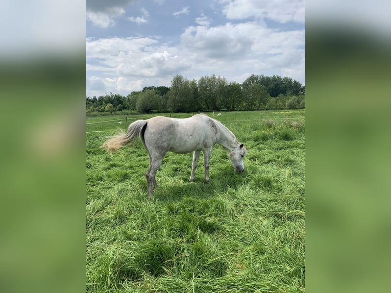 Purosangue arabo Giumenta 12 Anni 148 cm Grigio in SchelderodeMerelbeke