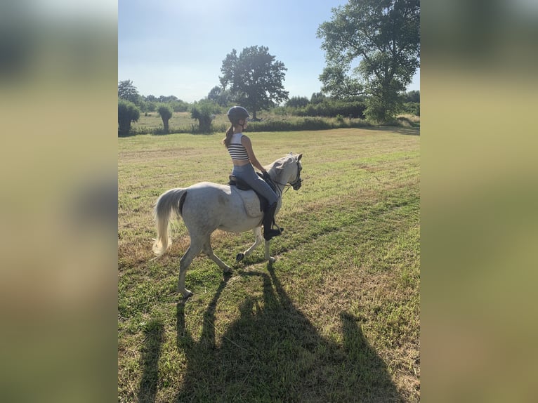 Purosangue arabo Giumenta 12 Anni 148 cm Grigio in SchelderodeMerelbeke