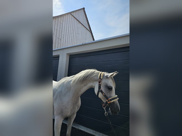 Purosangue arabo Giumenta 12 Anni 148 cm Grigio in Siegershausen