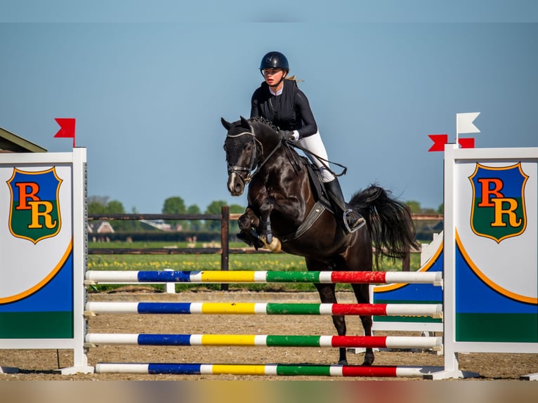 Purosangue arabo Giumenta 12 Anni 148 cm Morello in Middenbeemster