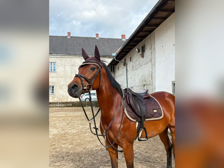 Purosangue arabo Giumenta 12 Anni 150 cm Baio in Waldhausen im Strudengau