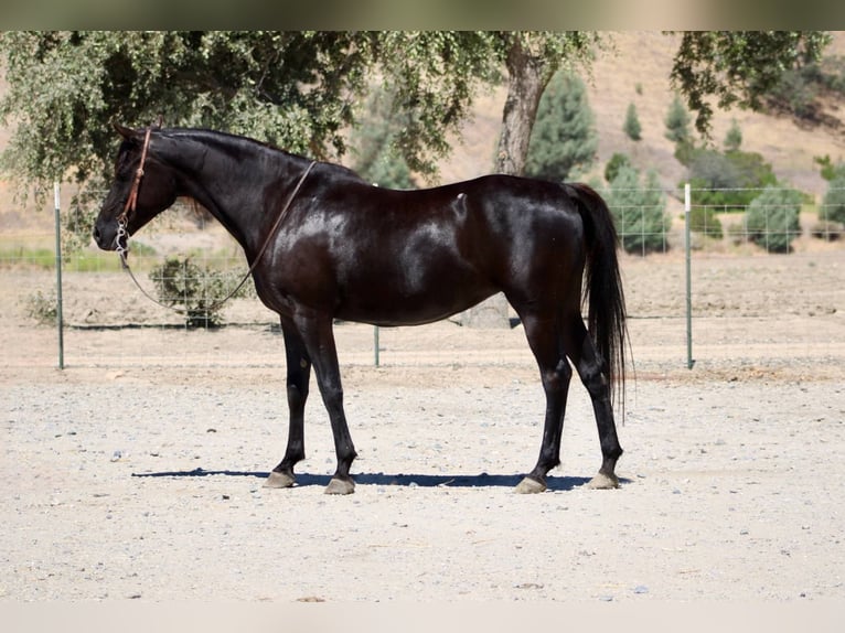 Purosangue arabo Giumenta 12 Anni 152 cm Morello in Bitterwater CA