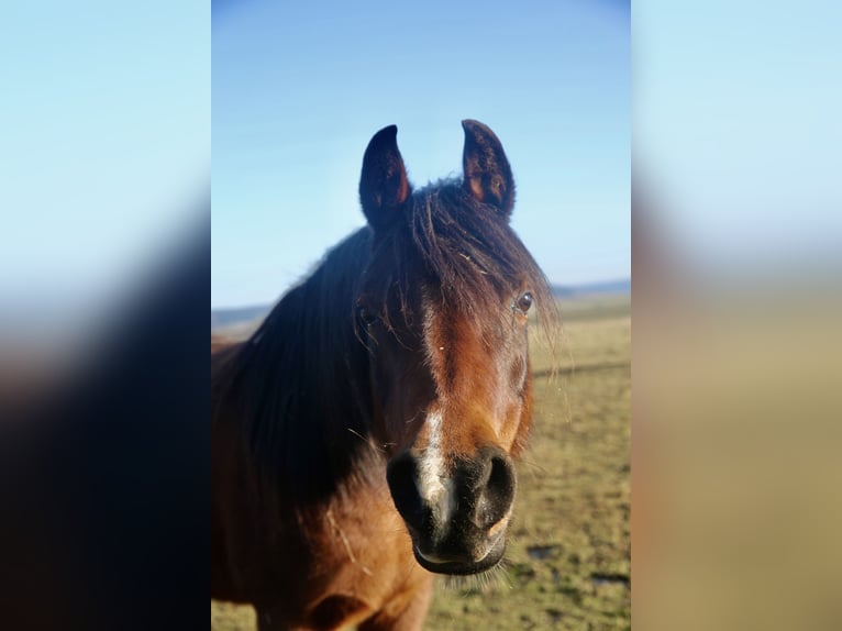 Purosangue arabo Giumenta 12 Anni 154 cm Baio scuro in Kammlach