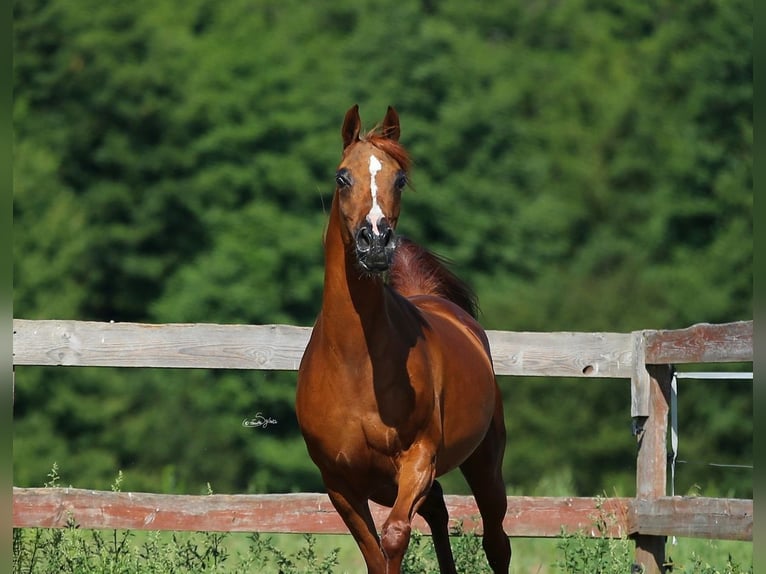 Purosangue arabo Giumenta 12 Anni 154 cm Sauro in JEZOW