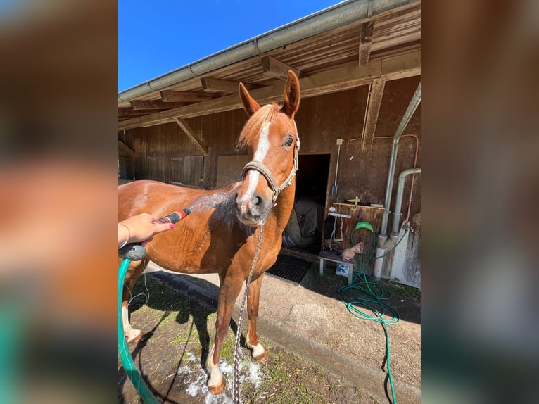 Purosangue arabo Giumenta 12 Anni 156 cm Sauro in Amerang