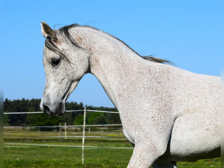 Purosangue arabo Giumenta 13 Anni 152 cm Grigio in Wielgolas Duchnowski
