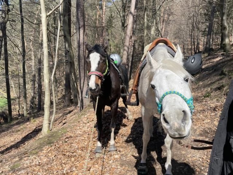 Purosangue arabo Giumenta 13 Anni 156 cm Grigio in Mossautal