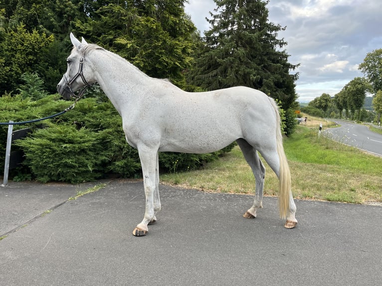Purosangue arabo Giumenta 13 Anni 156 cm Grigio in Scheden