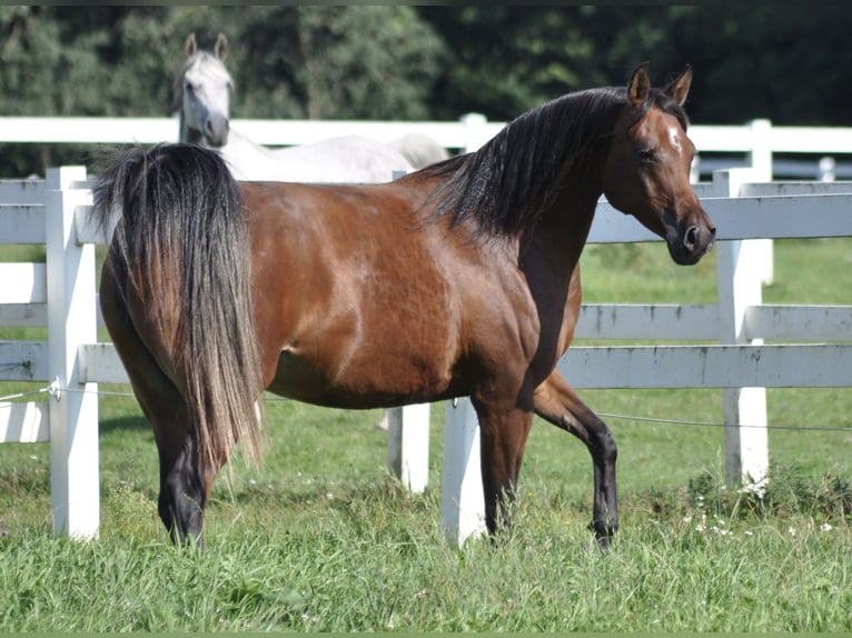 Purosangue arabo Giumenta 13 Anni 158 cm Baio in Bad Oldesloe