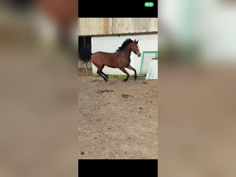 Purosangue arabo Giumenta 13 Anni 158 cm Baio ciliegia in Pecs, Martonfa