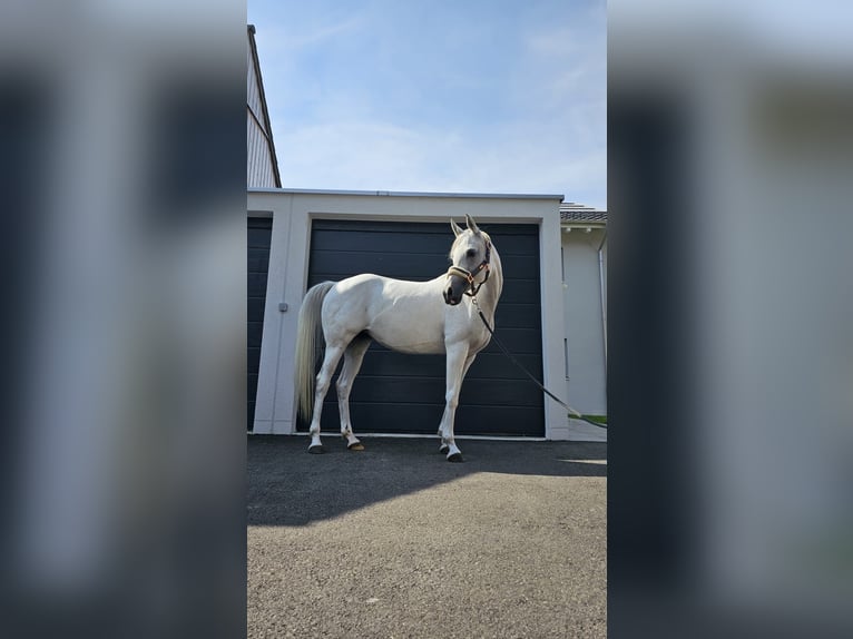 Purosangue arabo Giumenta 13 Anni Grigio in Altishausen Purosangue arabo Giumenta 13 Anni Grigio in Altishausen