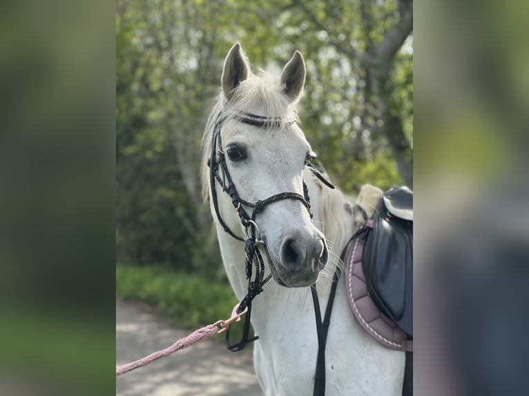 Purosangue arabo Giumenta 13 Anni Grigio in Alterswilen
