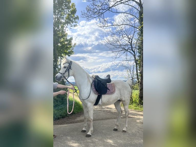 Purosangue arabo Giumenta 13 Anni Grigio in Alterswilen