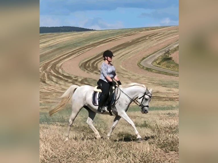 Purosangue arabo Giumenta 14 Anni 148 cm Grigio in Barchfeld