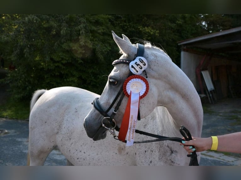 Purosangue arabo Giumenta 14 Anni 148 cm Grigio in Barchfeld