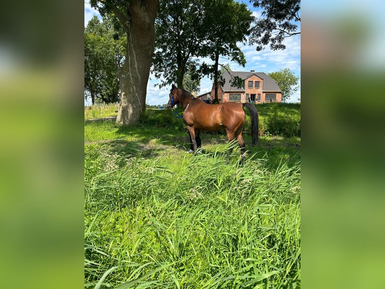 Purosangue arabo Giumenta 14 Anni 154 cm Baio in Witzwort