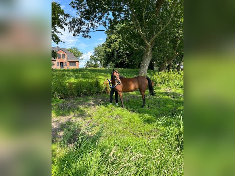 Purosangue arabo Giumenta 14 Anni 154 cm Baio in Witzwort