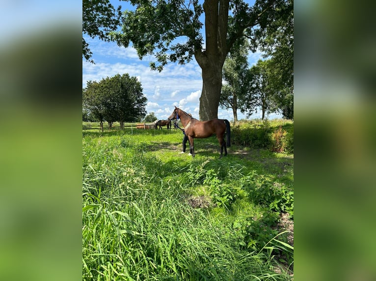 Purosangue arabo Giumenta 14 Anni 154 cm Baio in Witzwort