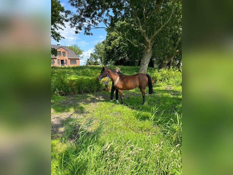 Purosangue arabo Giumenta 14 Anni 154 cm Baio in Witzwort