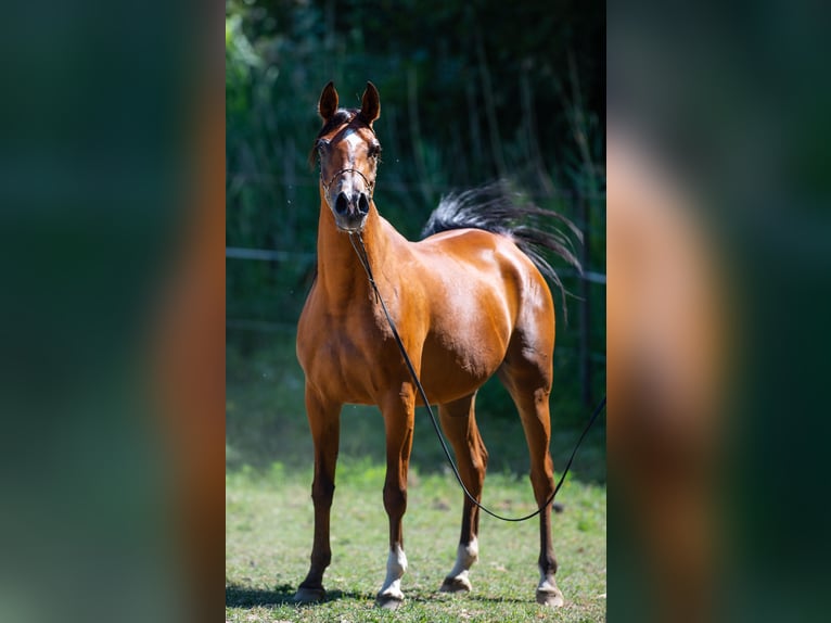 Purosangue arabo Giumenta 14 Anni in Kisbér