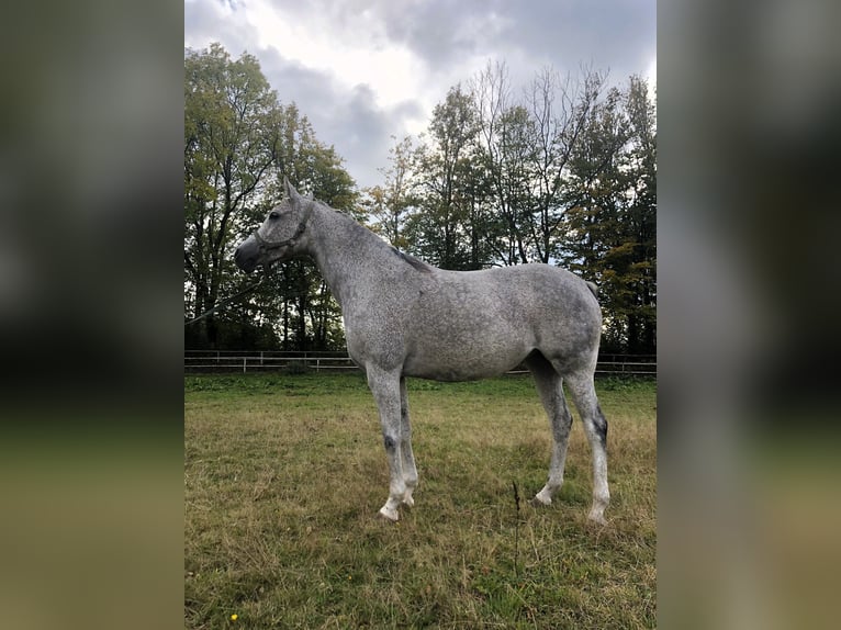 Purosangue arabo Giumenta 14 Anni Grigio in Janów Podlaski