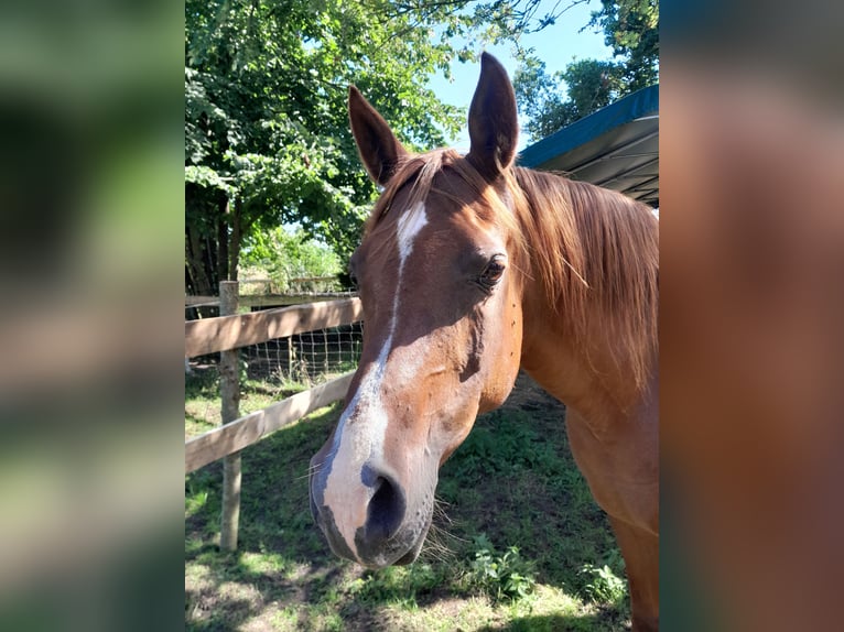 Purosangue arabo Giumenta 14 Anni Sauro in Steinau