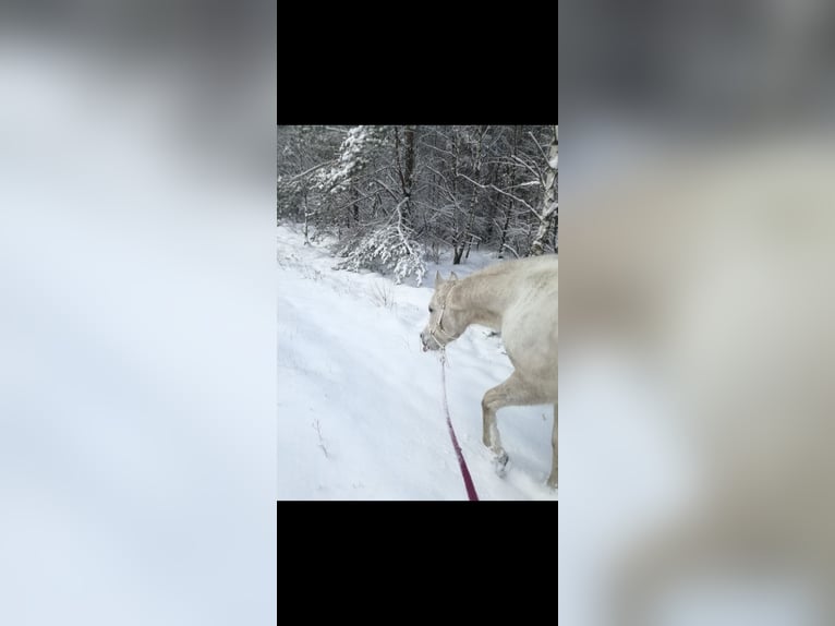 Purosangue arabo Mix Giumenta 15 Anni 148 cm Falbo in Heidenau