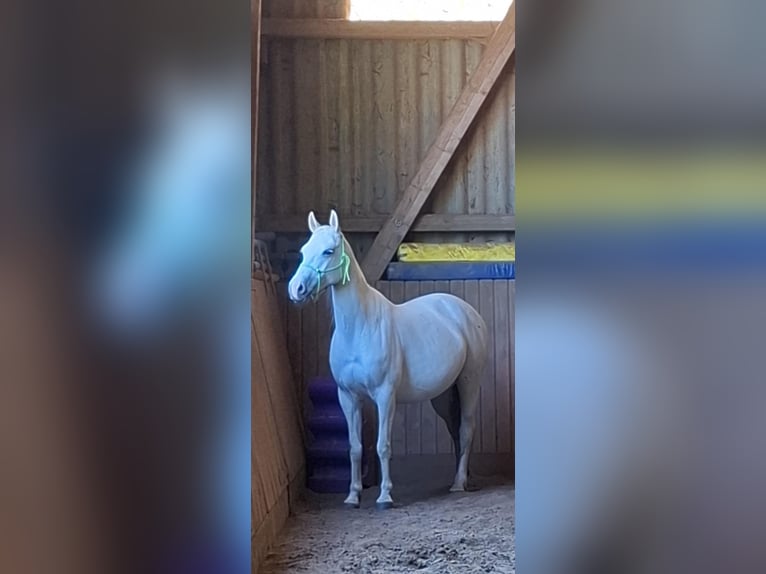 Purosangue arabo Mix Giumenta 15 Anni 148 cm Grigio in Kierspe