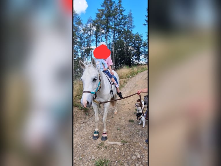 Purosangue arabo Mix Giumenta 15 Anni 148 cm Grigio in Kierspe