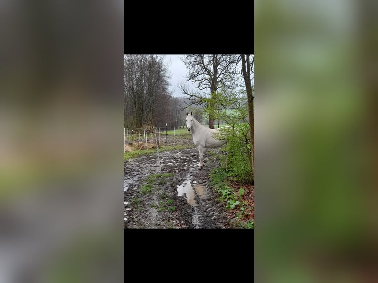 Purosangue arabo Mix Giumenta 15 Anni 148 cm Grigio in Kierspe