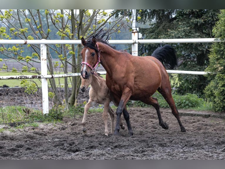 Purosangue arabo Giumenta 15 Anni 151 cm Baio in Chudów
