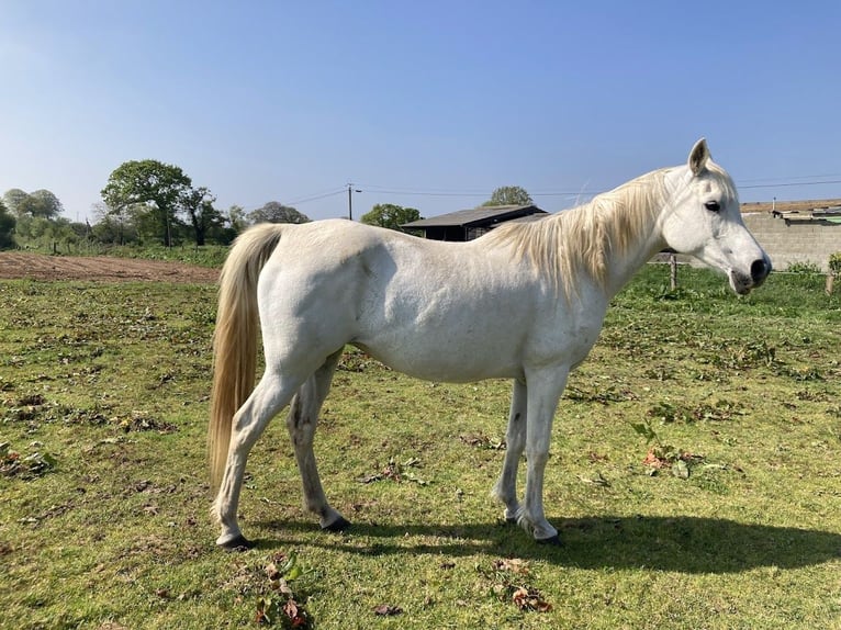 Purosangue arabo Giumenta 15 Anni 152 cm Grigio in Picauville