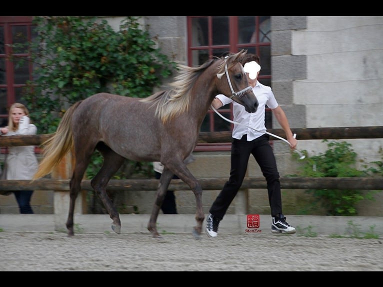 Purosangue arabo Giumenta 15 Anni 152 cm Grigio in Picauville