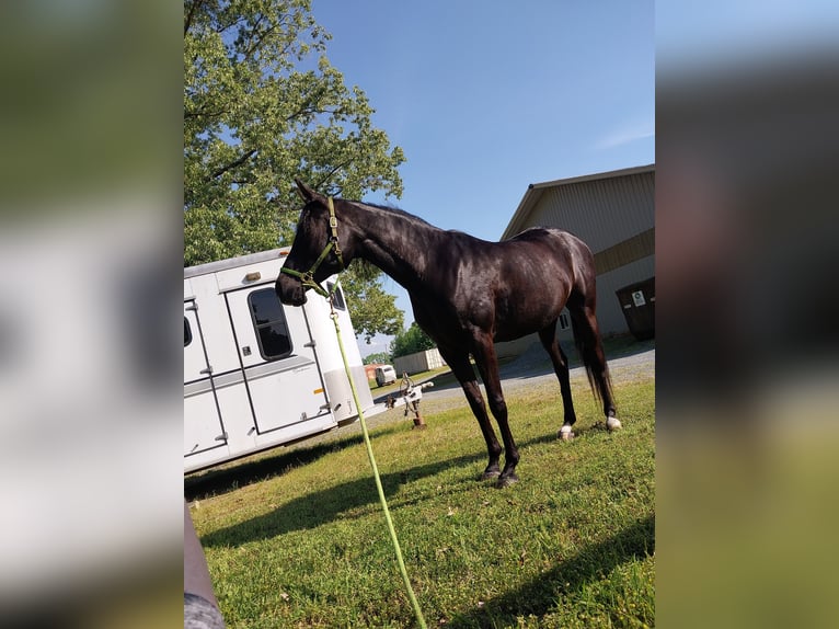 Purosangue arabo Giumenta 15 Anni 152 cm Morello in Durham