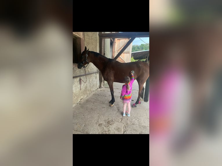 Purosangue arabo Giumenta 15 Anni 153 cm Baio in Rheinfelden