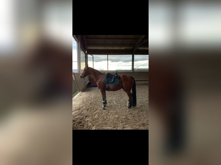 Purosangue arabo Giumenta 15 Anni 153 cm Baio in Rheinfelden