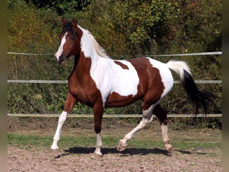 Purosangue arabo Giumenta 15 Anni 154 cm Baio nero in Kraichtal