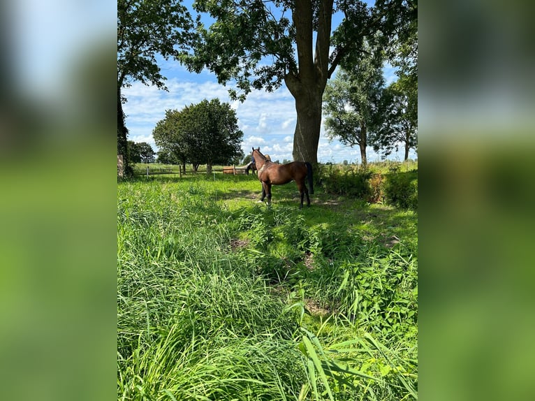 Purosangue arabo Giumenta 15 Anni 154 cm Baio in Witzwort