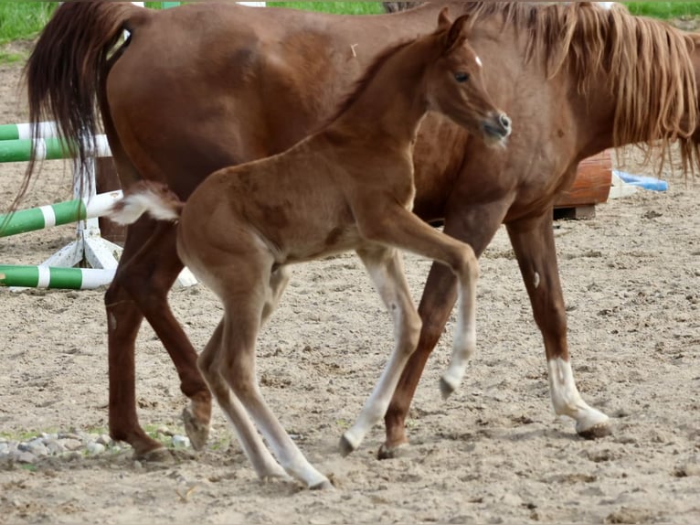 Purosangue arabo Giumenta 15 Anni 158 cm Sauro in Bad Oldesloe