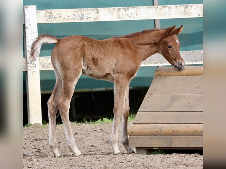 Purosangue arabo Giumenta 15 Anni 158 cm Sauro in Bad Oldesloe