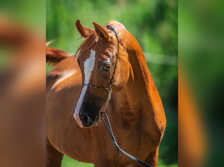 Purosangue arabo Giumenta 15 Anni in Kisb&#xE9;r