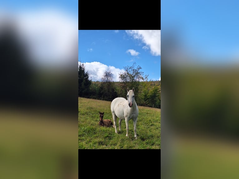 Purosangue arabo Mix Giumenta 16 Anni 148 cm Grigio in Kierspe