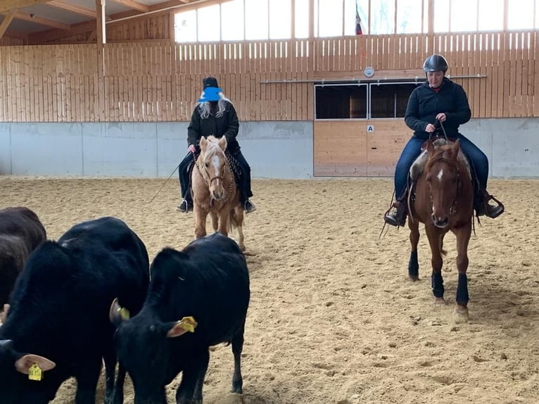 Purosangue arabo Giumenta 16 Anni 152 cm Sauro scuro in Weingarten