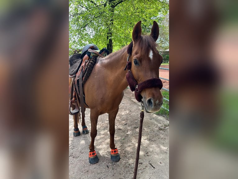 Purosangue arabo Giumenta 16 Anni 152 cm Sauro scuro in Weingarten