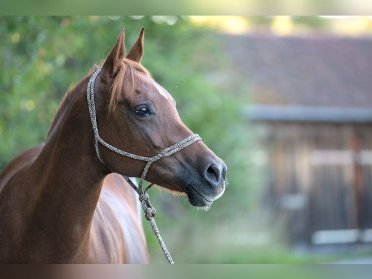 Purosangue arabo Giumenta 16 Anni 152 cm Sauro scuro in Weingarten