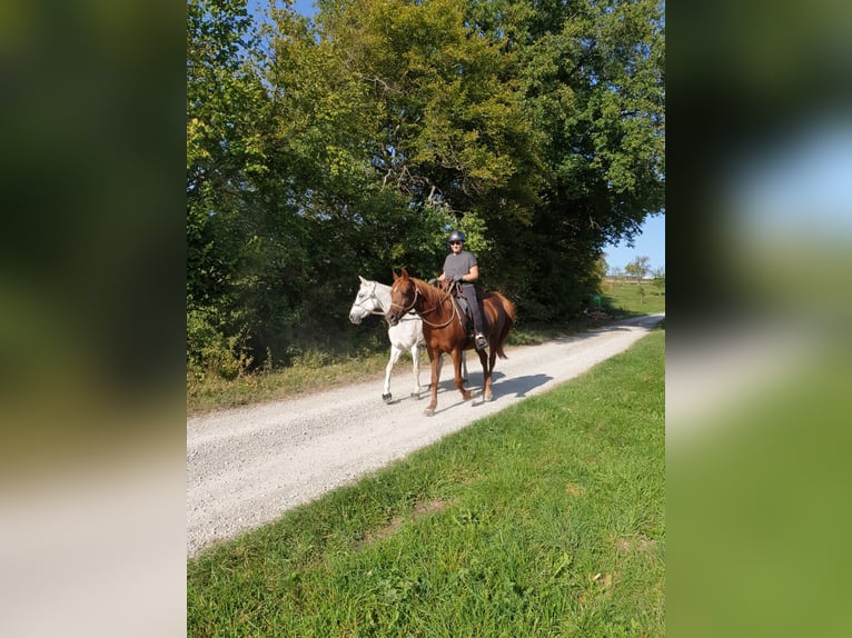Purosangue arabo Giumenta 16 Anni 152 cm Sauro scuro in Weingarten